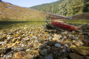 sockeye-salmon-ryan-hagerty-usfws