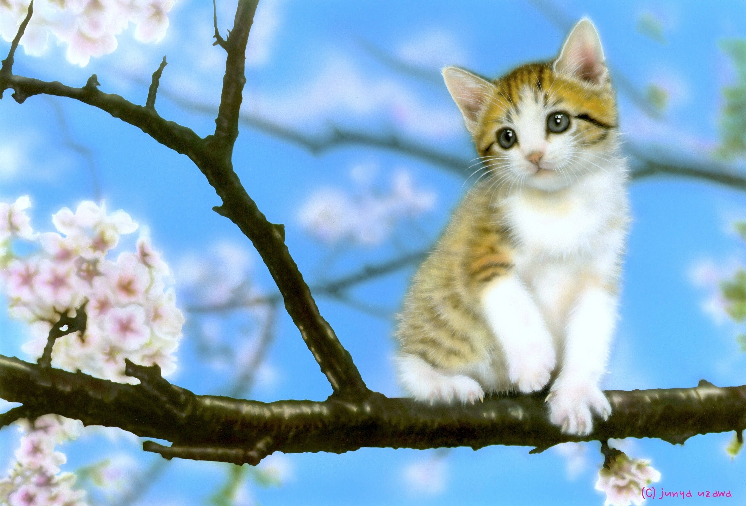 桜 デスクトップ 背景 Udin