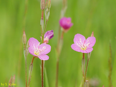 白 ピンク 花 雑草 117064-白 ピンク 花 雑草