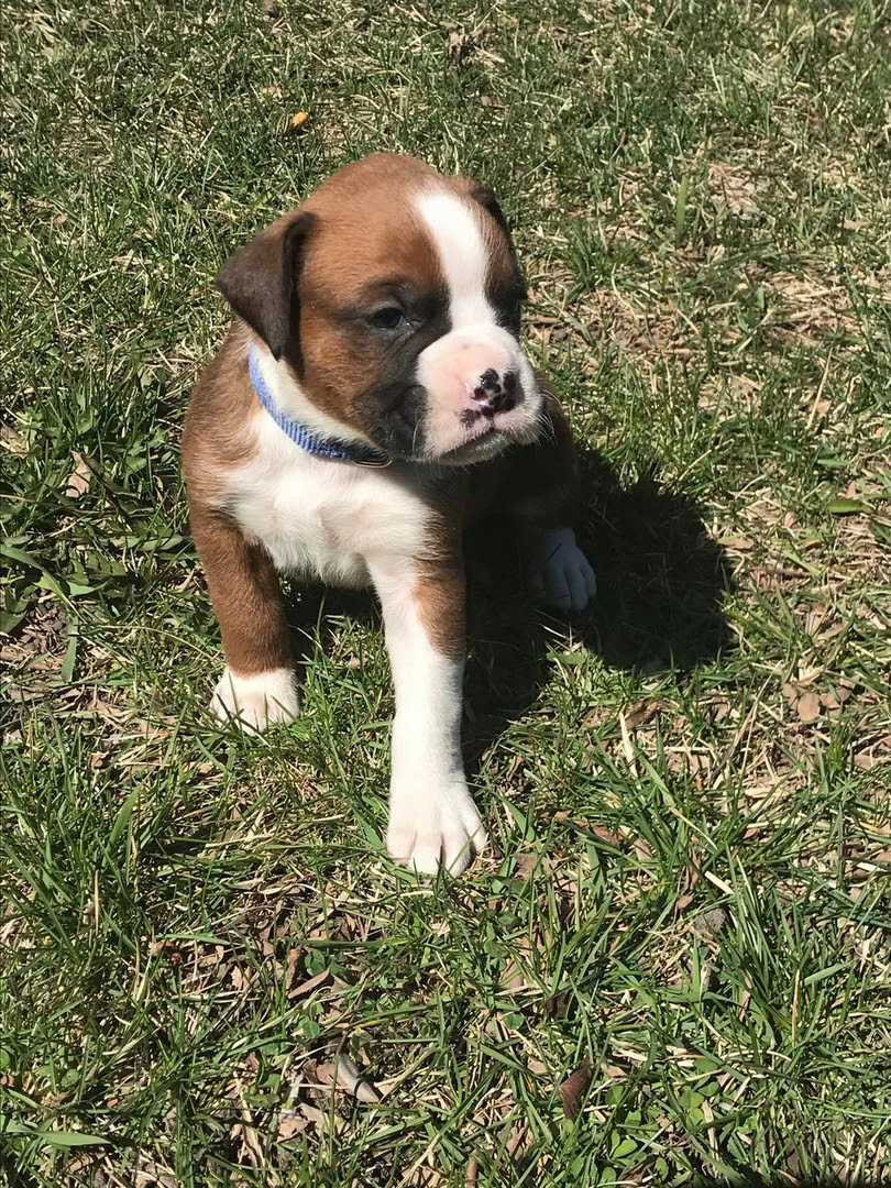 This site is not only for those who might be interested in our breeding program, puppies and / or studs, but it is for boxer lovers and dog enthusiasts. Ky S Boxers Boxer Puppies For Sale Boxer Puppies Puppies For Sale