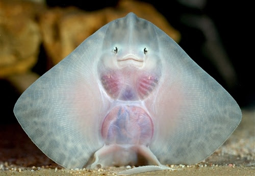 Baby thornback ray