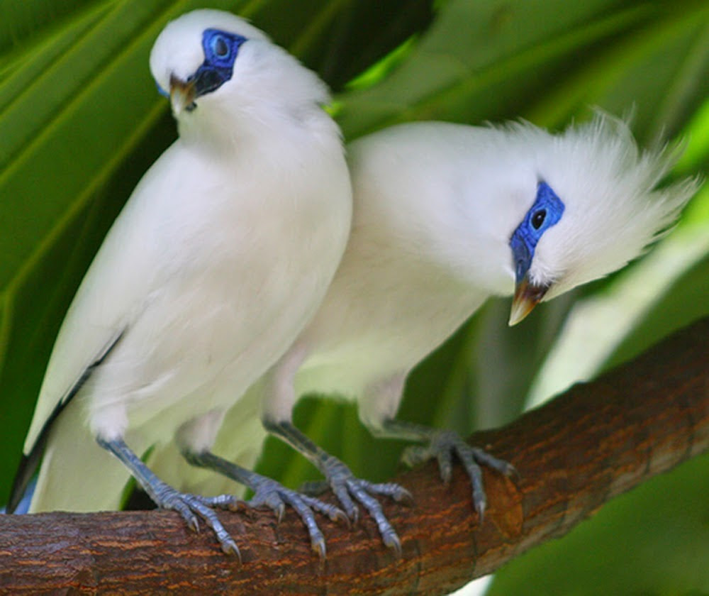 20 Gambar Kartun Burung Jalak Bali Kumpulan Gambar Kartun