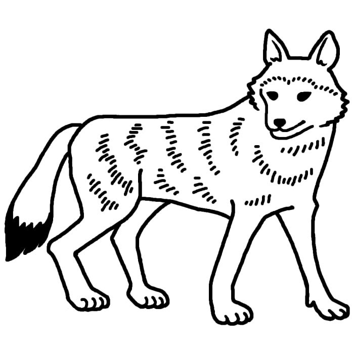 美しい花の画像 最高の狼 イラスト 白黒