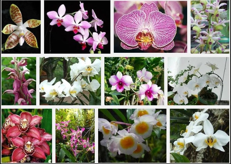 39 Gambar Flora Dan Fauna Jepang  Koleksi Terkini 