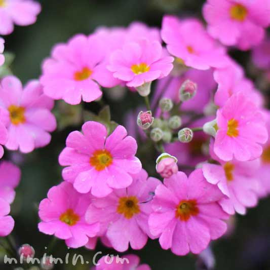 すべての美しい花の画像 トップ100 プリムラ 花言葉