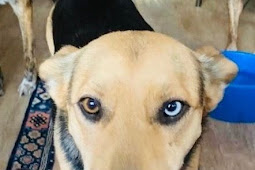free pets near me Corgi puppy price