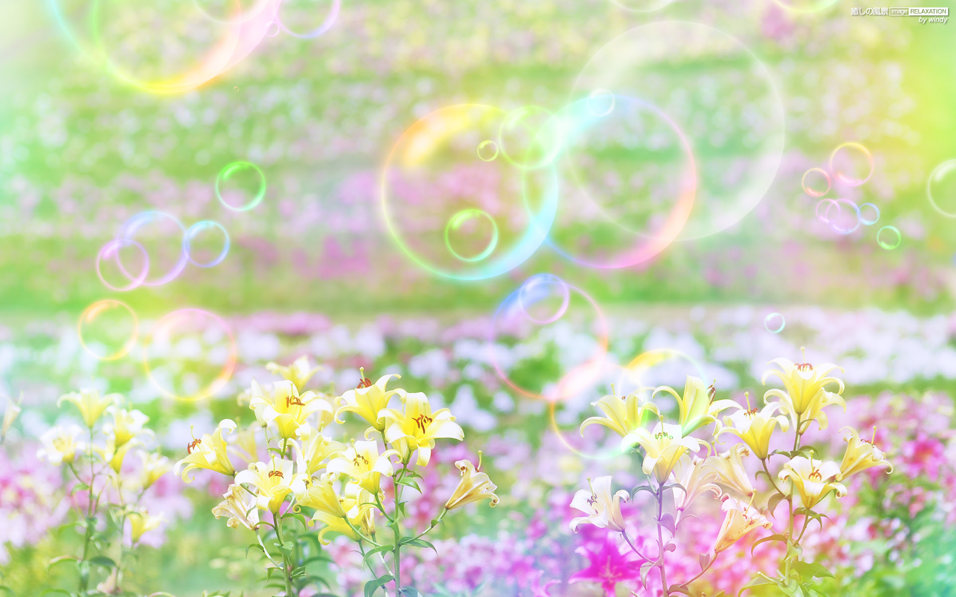 上癒し 壁紙 最高の花の画像