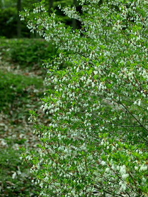 すべての美しい花の画像 上ドウダンツツジ 花期