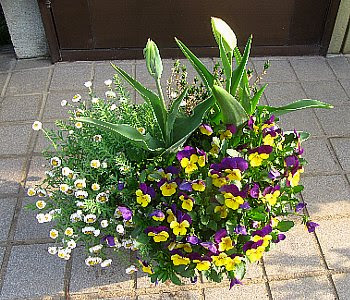 すべての美しい花の画像 綺麗な花かんざし 多年草