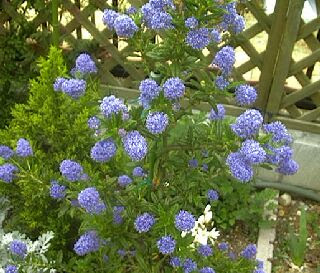 驚くばかり常緑低木 花 最高の花の画像