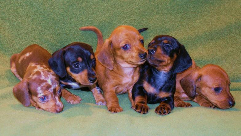 Healthy and adorable beautiful dachshund puppies for adoption. Kerr Lake Dachshunds Manson Nc 27553