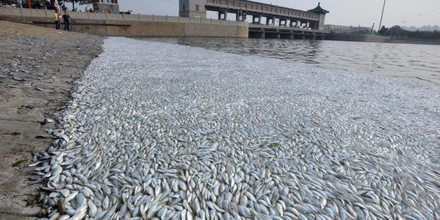 Thousands Of Dead Fish Found A Week After Deadly Tianjin Blasts