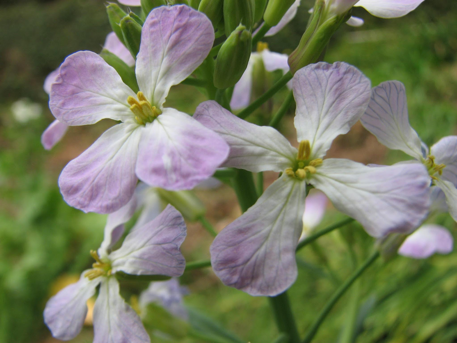 元の紫 大根 花 最高の花の画像