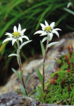 すべての花の画像 50 エーデルワイス 花 画像
