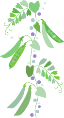 エンドウ 豆 イラスト 写真素材 フォトライブラリー