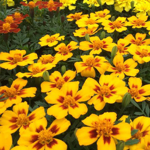 ベスト50 マリーゴールド 葉 最高の花の画像