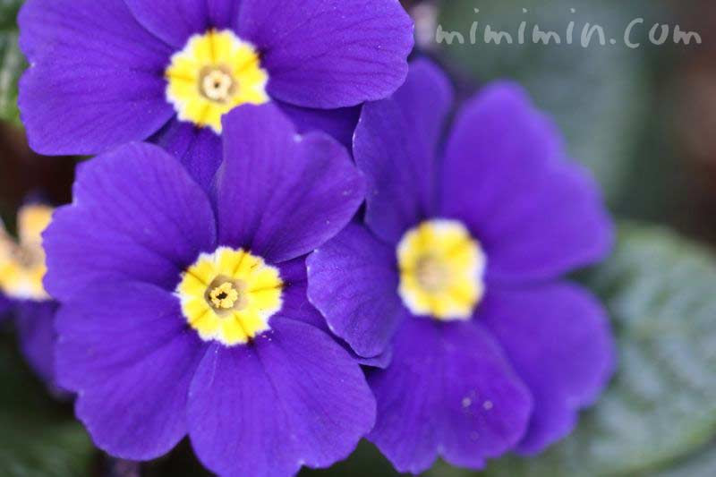 最高かつ最も包括的なジュリアン 花 言葉 最高の花の画像