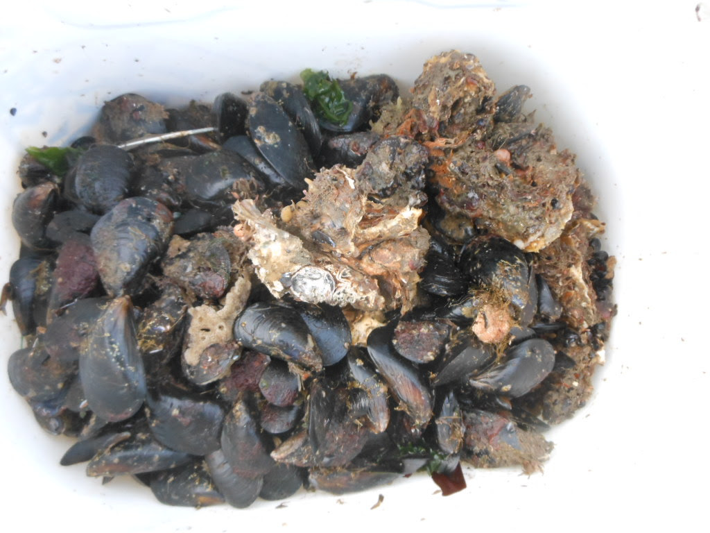 トップ100石鯛 撒き餌 すべての魚の画像