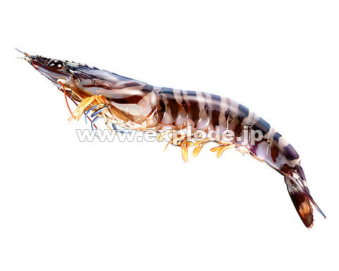 動物画像無料 50 海老 イラスト リアル