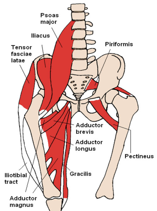 Human muscles enable movement it is important to understand what they do in order to diagnose here we explain the major muscles of the human body. Anatomy Of Groin And Adductors