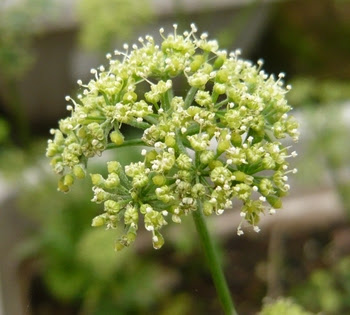 すべての美しい花の画像 驚くばかりパセリ 花 言葉
