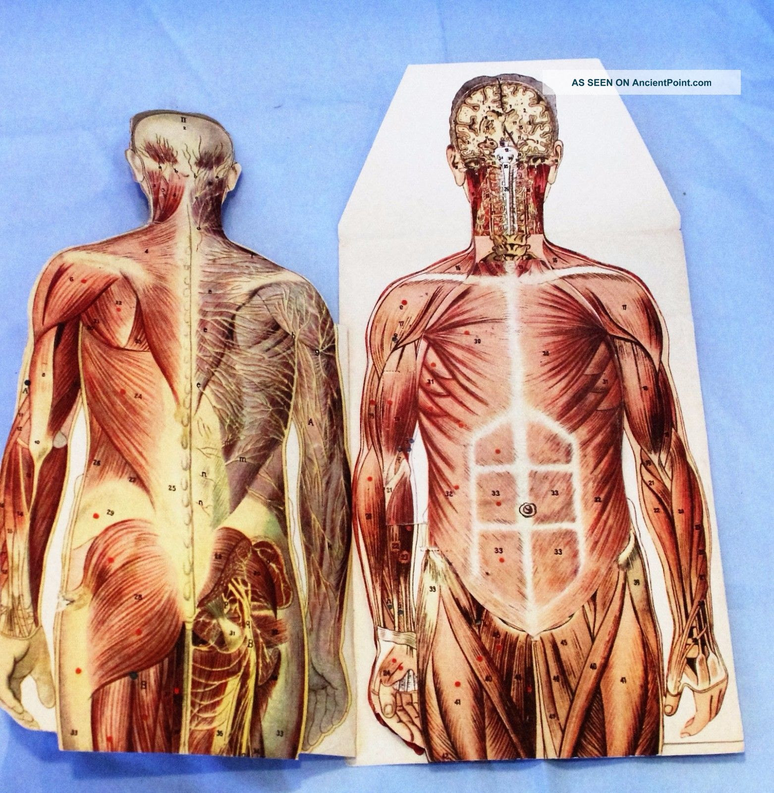 Anatomy at earth's lab is a free virtual human anatomy portal with detailed models of all human body systems. Vintage Manikins Medical Fold Outsl Human Anatomy Charts Male Female Circa 1929