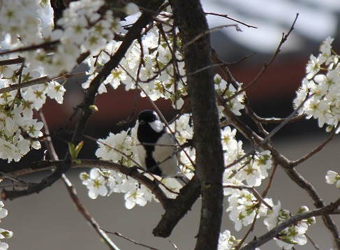 すべての美しい花の画像 これまでで最高のプラム 花言葉
