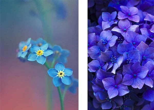 30 Gambar  Bunga  Buat Wallpaper  Hp  Gambar  Bunga  Indah