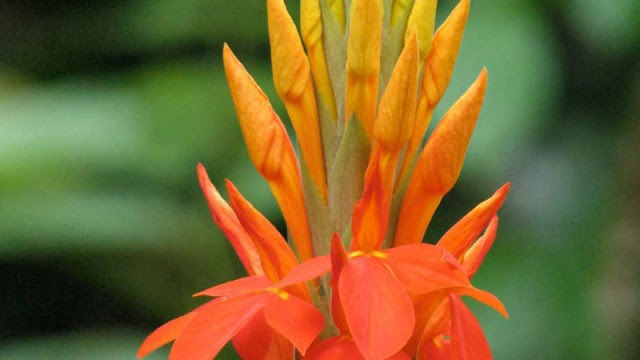 すべての花の画像 Hd限定花 アフェランドラ
