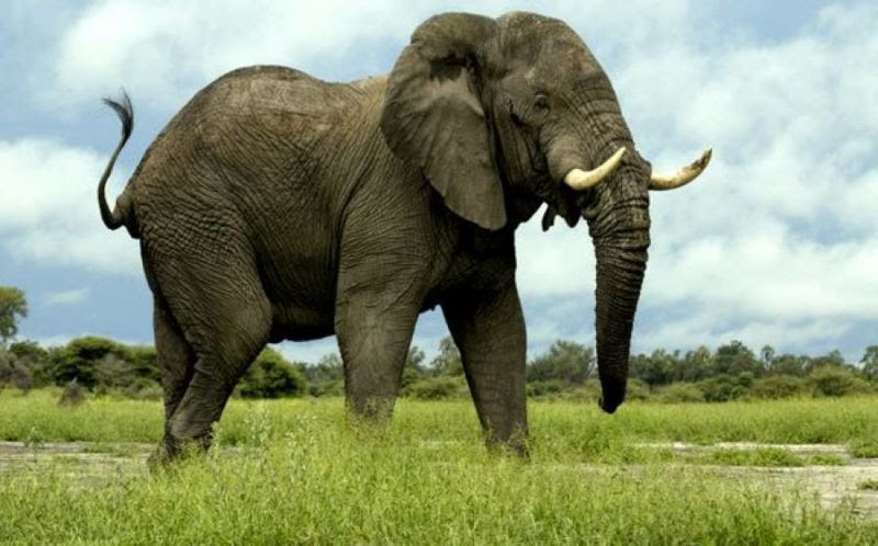 Download 66 Gambar Hewan Gajah Dan Penjelasannya  Gratis HD