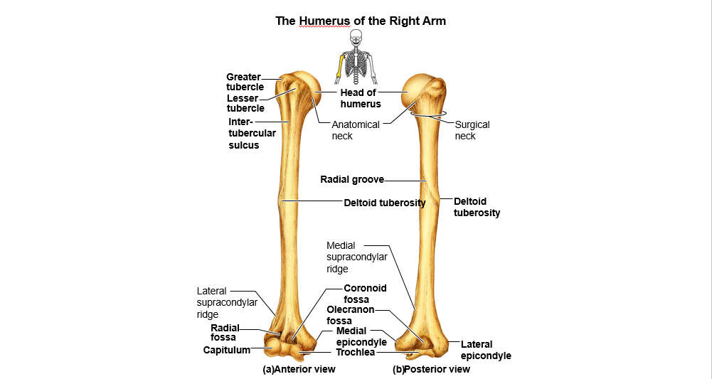 Human Anatomy Humerus Bone Quiz