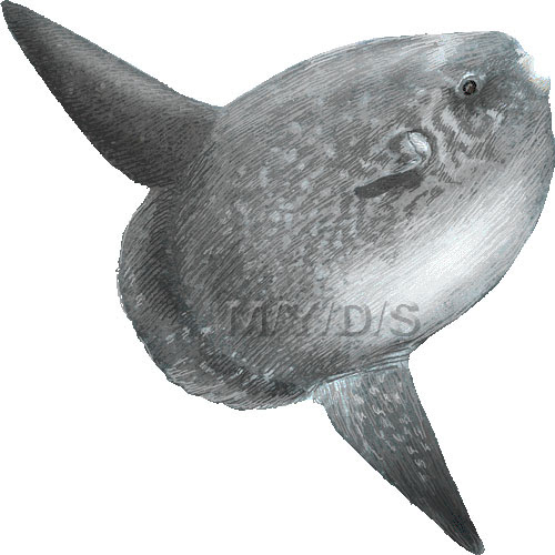 すべての動物の画像 最新のhdマンボウ いらすとや