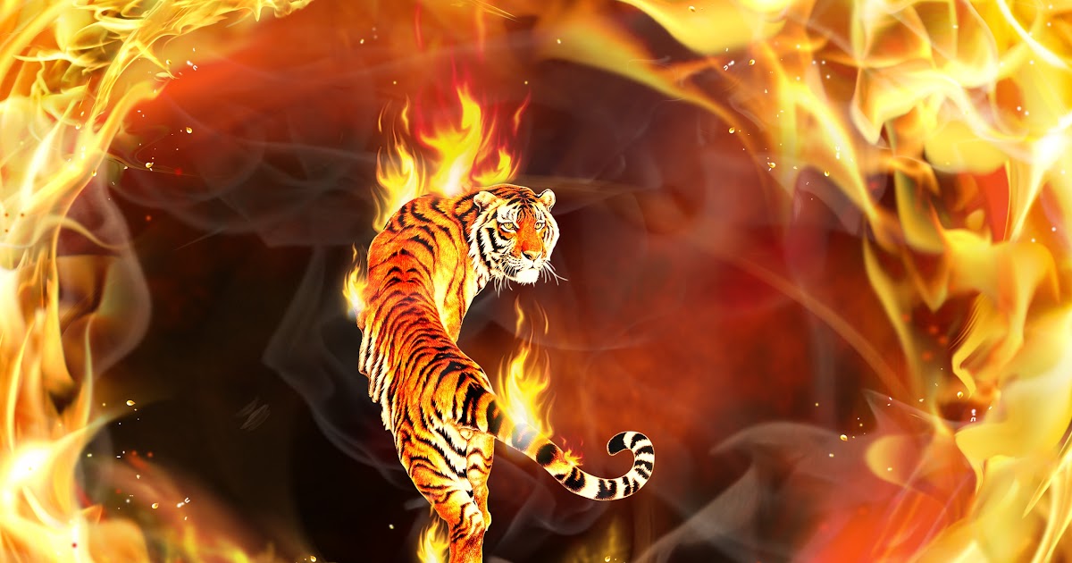 Gambar Harimau Api Keren | Gambarkeren77