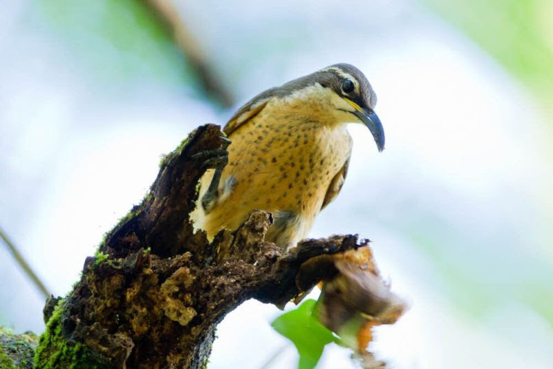 райские птицы, птицы новой гвинеи и австралии, Paradisaeidae, Bird of Paradis