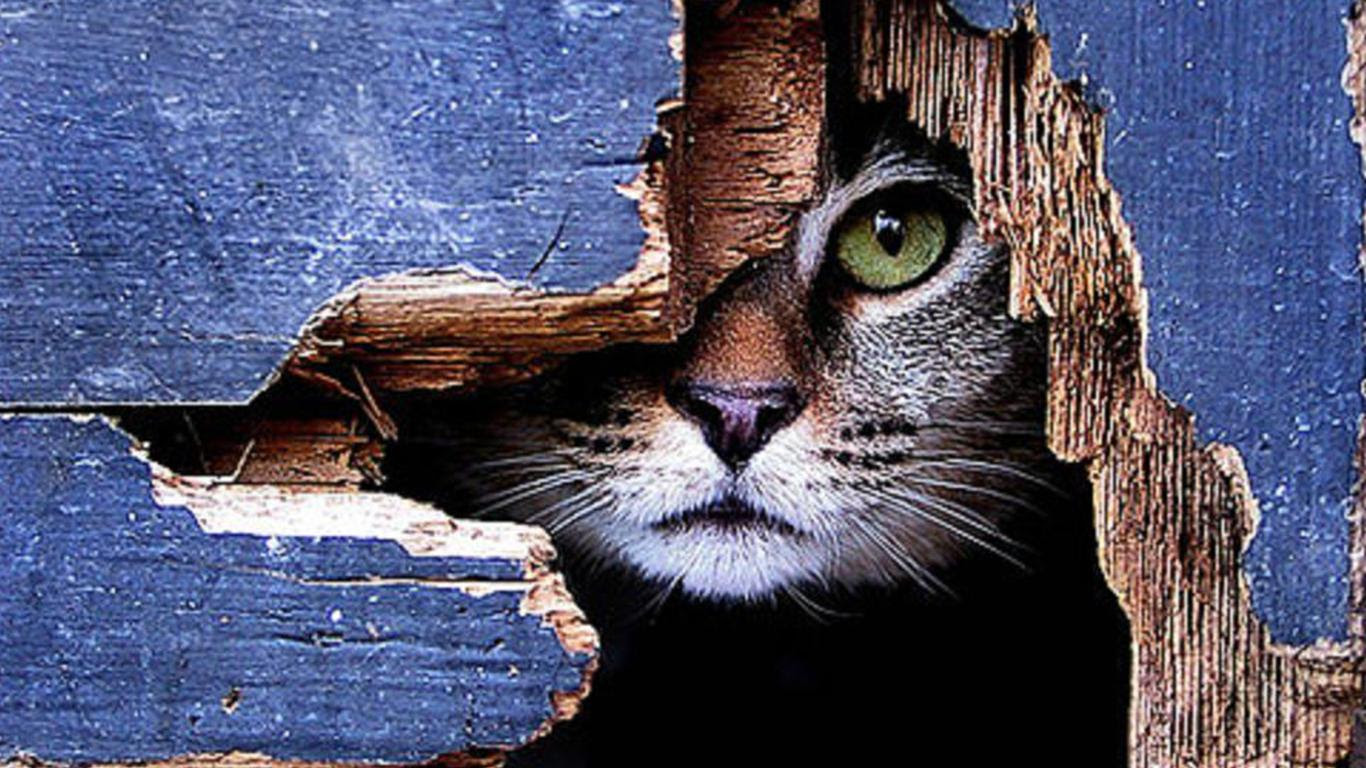 無料イラスト画像 驚くばかりかっこいい クール 猫 イラスト