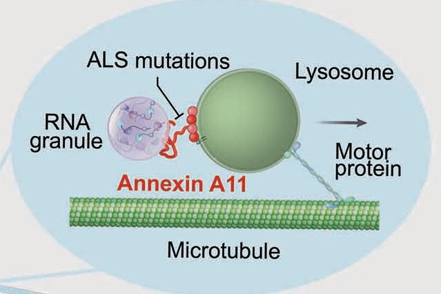 Cartoon showing annexin A11 function