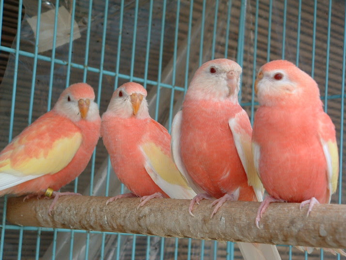 印刷可能 セキセイインコ ピンク色 セキセイインコ ピンク色