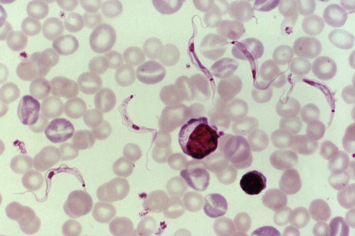 Trypanosoma lewisi flagellate parasites