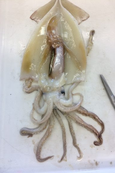 新鮮なイカ 外套膜 最高の花の画像