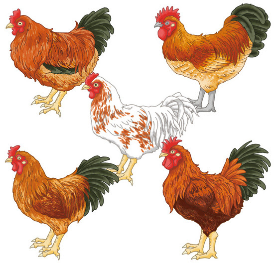 美しい花の画像 ロイヤリティフリー鶏肉 イラスト リアル