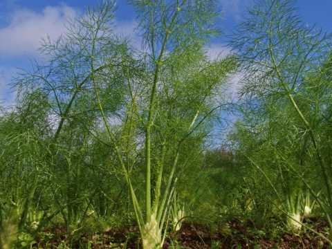 SANTE. Le fenouil, une plante contre les gaz intestinaux