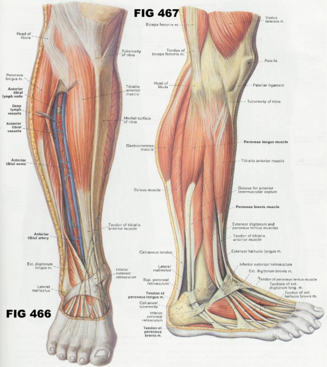 It is controlled by the obturator nerve. Muscular Anatomy