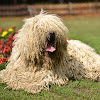 Dog Breeds That Dont Shed Large