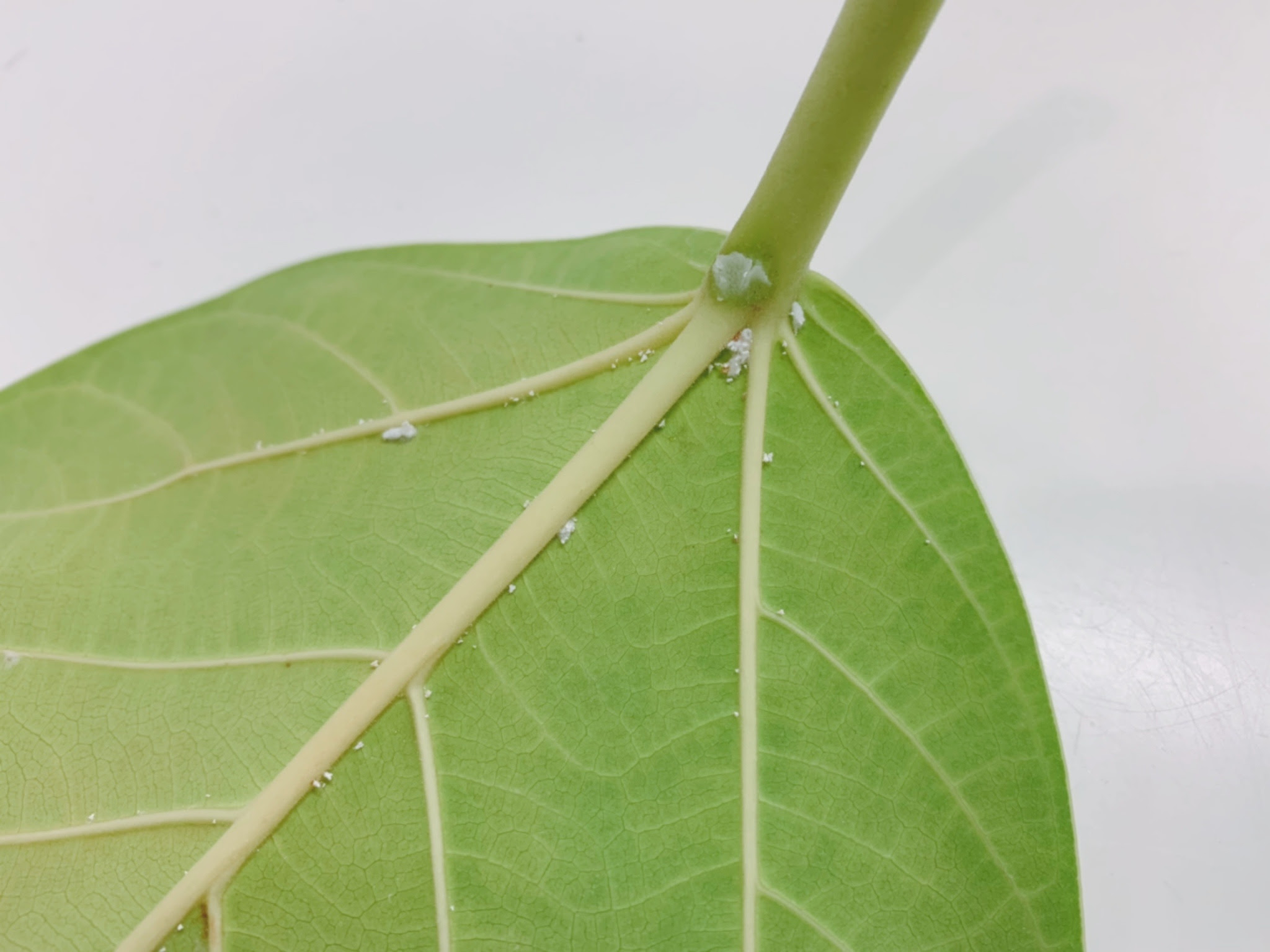すべての美しい花の画像 エレガント観葉植物 カイガラムシ 駆除