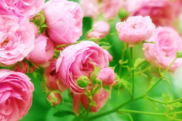 美しい花の画像 無料印刷可能七月花