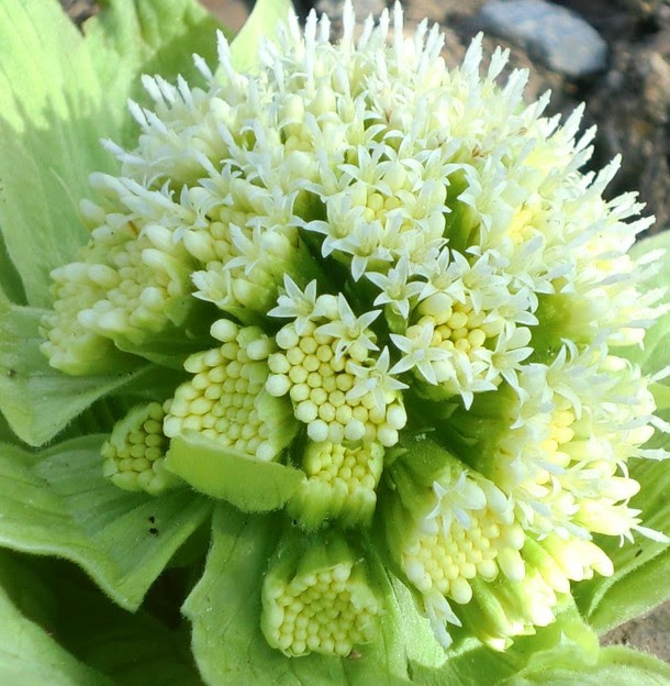 すべての美しい花の画像 上花 ふきのとう