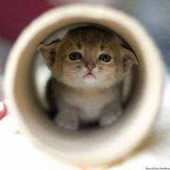 動物画像無料 トップ100 癒し 可愛い 動物 画像