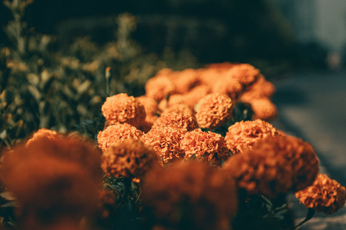 We did not find results for: Mexico Flower Delivery Abcflora Com