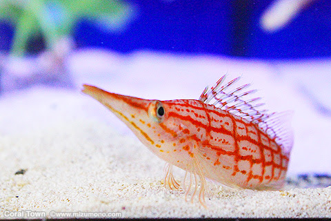 上魚 名前 かわいい すべての魚の画像