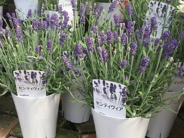 最高のイングリッシュ ラベンダー 最高の花の画像